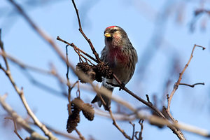 Vogel plaatjes Barmsijs 