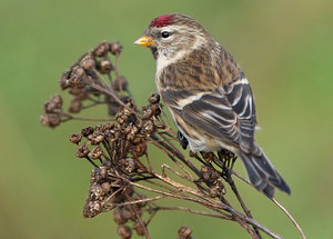 Vogel plaatjes Barmsijs 