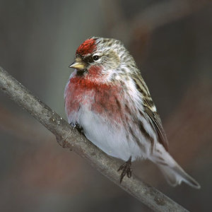 Vogel plaatjes Barmsijs 