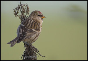 Vogel plaatjes Barmsijs 