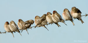 Vogel plaatjes Barmsijs 