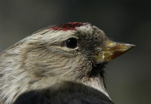 Vogel plaatjes Barmsijs 