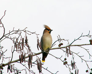 Vogel plaatjes Bleke lijster 