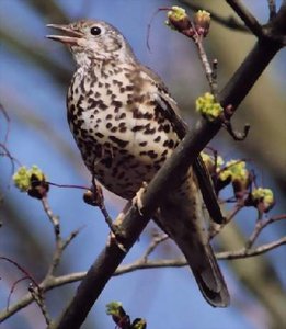 Vogel plaatjes Bleke lijster 