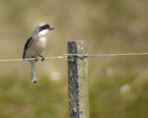 Vogel plaatjes Bleke lijster 