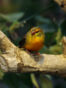 Vogel plaatjes Bleke lijster 