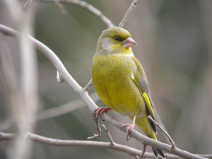 Vogel plaatjes Bleke lijster 