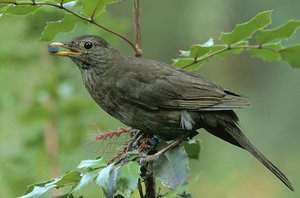 Vogel plaatjes Bleke lijster 