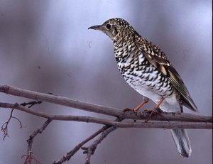 Vogel plaatjes Bleke lijster 