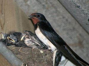 Vogel plaatjes Boerenzwaluw 