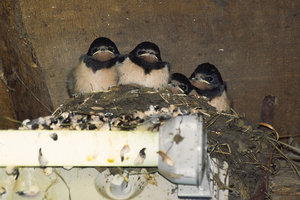 Vogel plaatjes Boerenzwaluw 