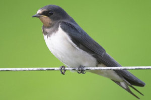 Vogel plaatjes Boerenzwaluw 