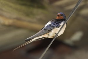 Vogel plaatjes Boerenzwaluw 