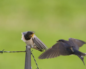 Vogel plaatjes Boerenzwaluw 