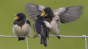 Vogel plaatjes Boerenzwaluw 