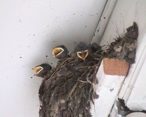 Vogel plaatjes Boerenzwaluw 