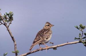 Vogel plaatjes Boomleeuwerik 