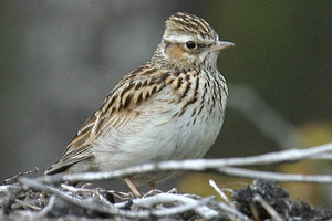 Vogel plaatjes Boomleeuwerik 