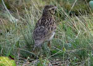 Vogel plaatjes Boomleeuwerik 