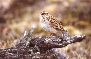 Vogel plaatjes Boomleeuwerik 