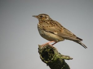 Vogel plaatjes Boomleeuwerik 