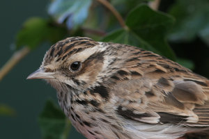 Vogel plaatjes Boomleeuwerik 