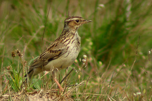 Vogel plaatjes Boomleeuwerik 