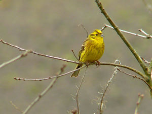 Vogel plaatjes Boomleeuwerik 