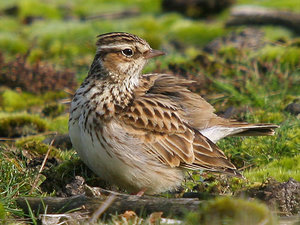 Vogel plaatjes Boomleeuwerik 