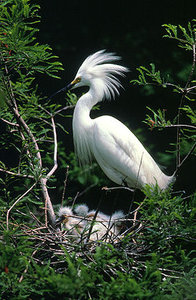 Vogel plaatjes Chinees woudaapje 