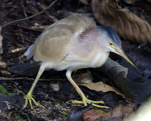 Vogel plaatjes Chinees woudaapje 