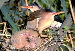 Vogel plaatjes Chinees woudaapje 