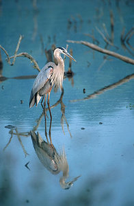 Vogel plaatjes Chinees woudaapje 