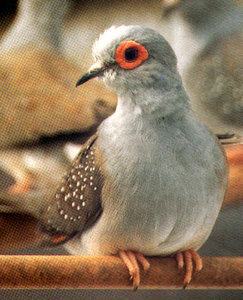 Vogel plaatjes Diamantduifjes 