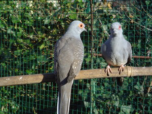 Vogel plaatjes Diamantduifjes 