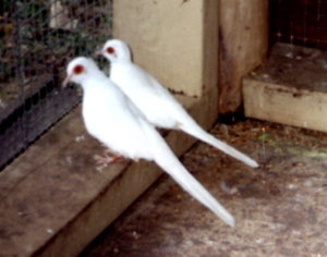 Vogel plaatjes Diamantduifjes 