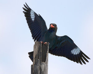 Vogel plaatjes Dollarvogel 