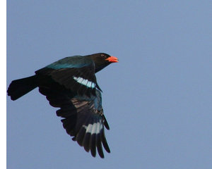 Vogel plaatjes Dollarvogel 