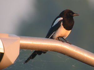 Vogel plaatjes Eksters 