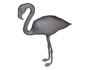 Flamingo Vogel plaatjes 