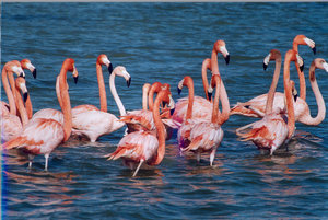 Flamingo Vogel plaatjes 