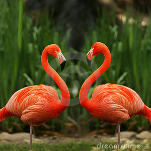 Flamingo Vogel plaatjes 