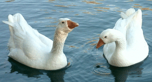 Ganzen Vogel plaatjes 