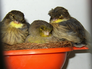 Vogel plaatjes Glosters Oranje Nestbeker Met Bruine Nest Touw Met Drie Jonge Closters 