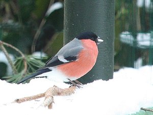 Vogel plaatjes Goudvink 