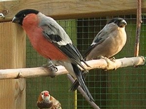 Vogel plaatjes Goudvink 