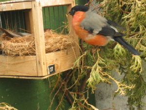 Vogel plaatjes Goudvink Roodborstje Voor Broedhokje