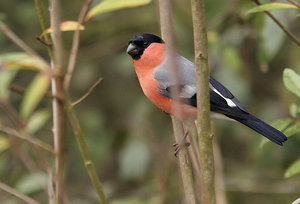 Vogel plaatjes Goudvink 