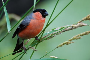 Vogel plaatjes Goudvink 