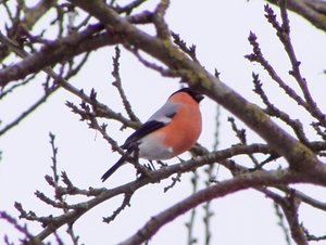 Vogel plaatjes Goudvink 